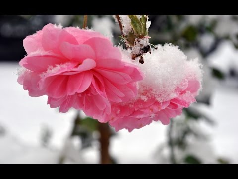 Flower On The Snow [1959]