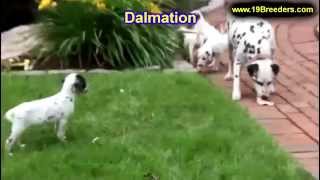 Dalmatian, Puppies, Dogs, For Sale, In Virginia Beach, Virginia, Va, 19Breeders, Chesapeake