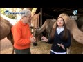 Animales en Familia - Los dromedarios de Los Reyes, en Animales en Familia