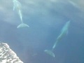 dolfijnen 3