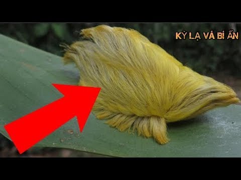 Nếu gặp 10 loài vật kỳ lạ này bạn phải chạy thật nhanh nếu muốn sống
