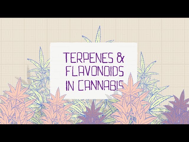 Watch Terpenes and Flavonoids - English on YouTube.