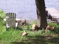Cutie Baby Foxes