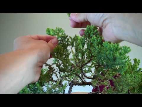 Black Pine Bonsai on How To Prune Juniper Bonsai How To Prune Juniper Bonsai