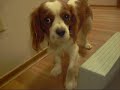 Queen Search Mean Dog Bullied 6 Weeks Old Cutie Pie Queen Search Mean Dog Bullied 6 Weeks Old Cutie Pie