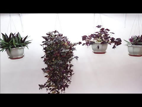 Best 4 Purple Plants Outdoor Hanging Ideas Easy to Grow + DIY Hanging Pots
