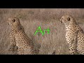 cardboard animals