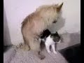 accoppiamento tra cane e gatto