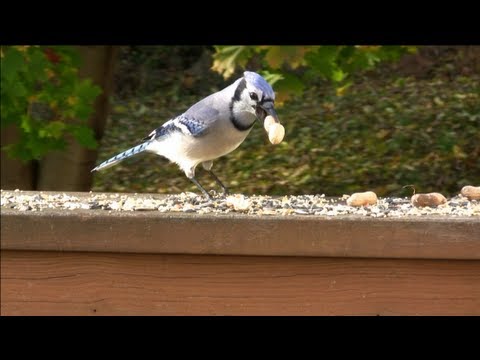 VIDEO FOR CATS TO WATCH - Birds, Blue Jays, Chickadees, Tufted Titmouse, Pigeons