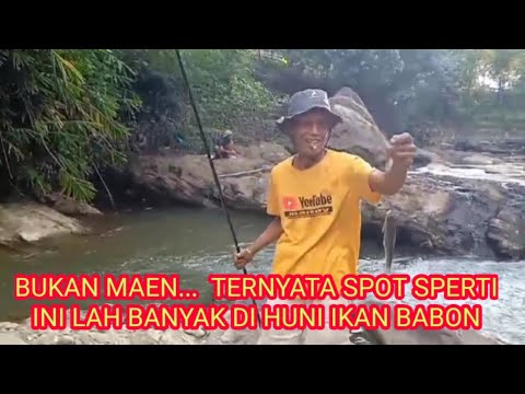 BUKAN MAEN...TERNYATA SPOT SEPERTI INI LAH BABON BERSARANG