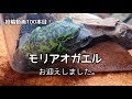 【モリアオガエル】No.100。投稿動画100本目!新生体お迎え!