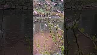 Ralaxing Nature Sounds (Rain And Piano) #Rain #Nature #Spring #March #Relaxing #Flower #Pound #Rainy