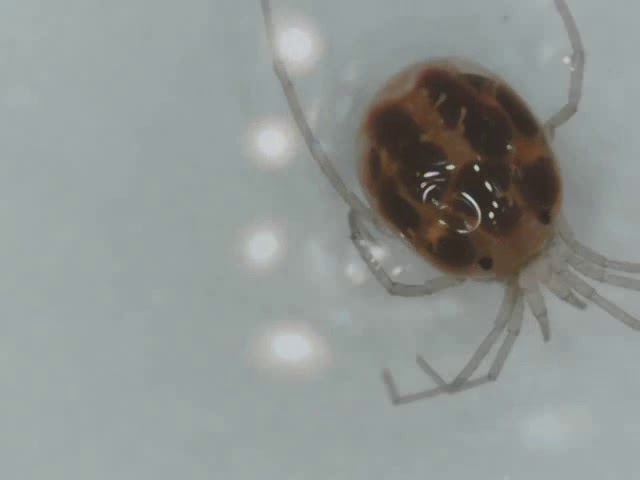 Microscopy videos