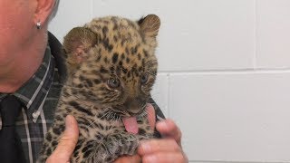 Lauren's Crazy Pet Show - Episode Two