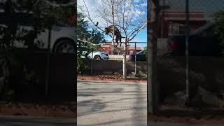 Pit Climbing Tree