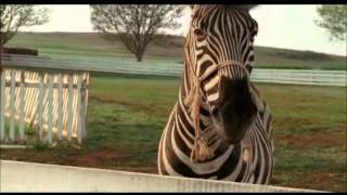 Zebra trkacica - trkaci konj.wmv
