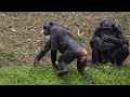 Cool Friends of Bonobos Life In Africa