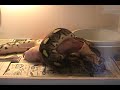 Tiger Retic eating pig