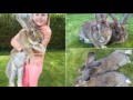 The World’s Biggest Bunny
