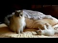 Ragdoll Kitten meets new Ragdoll brother for 1st time...FABULOUS!
