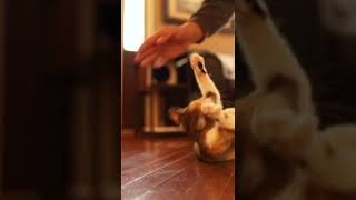 Finn the Calico Cat