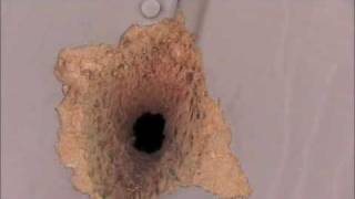 Woodpecker pecking hole on house is stopped with giant spider Woodpecker pecking hole on house is stopped with giant spider