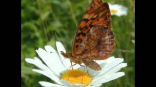 Watch Scott Macintyre Lost In A Meadow video