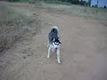 SIBERIAN HUSKY wolf dando un paseo por el campo.