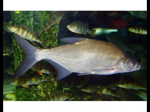 Как сделать мастырку для рыбалки своими руками Как сделать мастырку для рыбалки своими руками