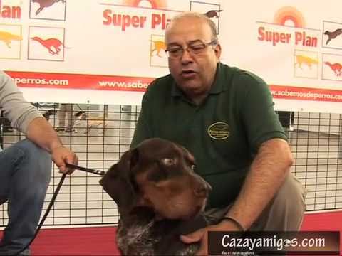 Learn and talk about Pachon Navarro, Dog breeds, Dog br
