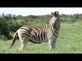 Zebra Dong figuring things out #addo #Addo National Park #zebra #das zebra #Зебра Донг