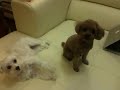 Maltese Ko B & Red Toy Poodle Miu Miu: Simple Commands
