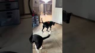 1825 Meet Beaux