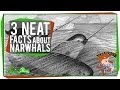 3 Neat Facts About Narwhals (Including: They're Real!) 3 Neat Facts About Narwhals (Including: They're Real!)