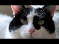 sfspca