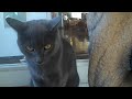 sfspca