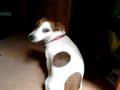 funny sliding jack russell dog