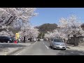 桜並木(北桜通り)