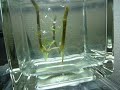 超ミニ水槽のオブジェ ツーテンプルに異変