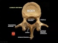 Spine normal I Prof Dr Mamdouh Mahfouz