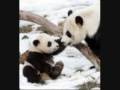 I like pandas!