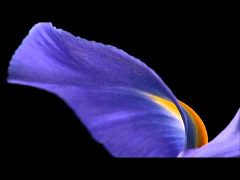 MERI DHOLNA SUN.wmv