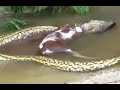 image Ular Terbesar Di Indonesia Memuntahkan Sapi 100 Kg