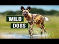 Endangered African Wild Dogs Fight For Survival To Protect Their Young | Apex Predators