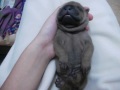 Filhote de Sharpei com 5 dias, dormindo e sonhando. Betina EJ Terani.