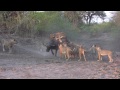 Kill 20 Lions Take One Buffalo images Kill 20 Lions Take One Buffalo