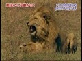 Male Lion kill cubs