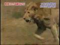 Male Lion kill cubs