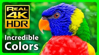 Самые Красивые Цвета Природы В 4K Hdr 🐦 Разноцветные Животные. Антистрессовая Музыка - 4К Видео