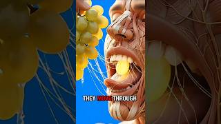 What Happened In Your Body When You Eat G